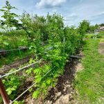 Alimentación con levadura: cómo funciona realmente y si merece la pena apostar por ella alimentacion-con-levadura-como-funciona-realmente-y-si-merece-la.jpg