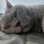 Cómo elige un gato al favorito de la familia: la alquimia de las preferencias sin reglas como-elige-un-gato-al-favorito-de-la-familia-la.jpg