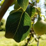 Cuando un árbol no necesita una gota de agua: la paradoja del riego otoñal cuando-un-arbol-no-necesita-una-gota-de-agua-la.jpg