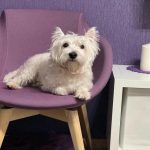 El cerebro dormido de un perro: por qué necesita soñar y qué experimenta el-cerebro-dormido-de-un-perro-por-que-necesita-sonar.jpg