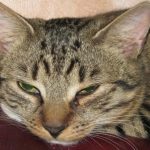 Lo que ocurre cuando se graba el ronroneo de un gato: una sinfonía muda por la salud lo-que-ocurre-cuando-se-graba-el-ronroneo-de-un.jpg