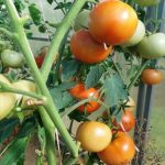 Por qué el espigado vertical de los tomates es un error que le priva de su cosecha: fisiología en lugar de hábito por-que-el-espigado-vertical-de-los-tomates-es-un.jpg