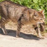 Por qué el gato te trae su presa: una etiqueta de la que no entendemos nada por-que-el-gato-te-trae-su-presa-una-etiqueta.jpg